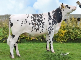 DOSE TAUREAU NOVLANG - NFR5629787049 - 5692977
