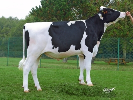 DOSE TAUREAU JUVENTUS - NFR5631923026 - 6687374