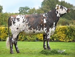 DOSE TAUREAU PICASSO - NFR5631923422 - 5695425