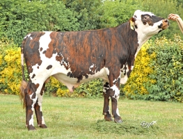 DOSE TAUREAU THESEE P - NFR5632452243 - 56A1368