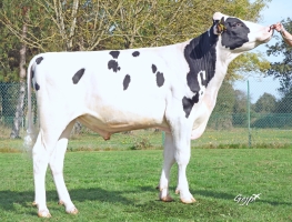 DOSE TAUREAU SAMOS PP - NFR5632668567 - 6698777