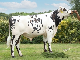 DOSE TAUREAU TRINIDAD - NFR5632952550 - 56A0816