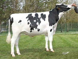 DOSE TAUREAU TUKERHEU P - NFR5638038019 - 66A1738