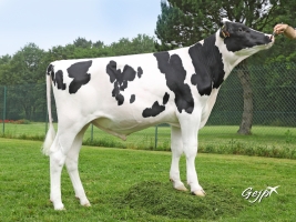 DOSE TAUREAU NIGHTFEVER - NFR5643261399 - 6692524