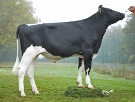 DOSE TAUREAU RODECO - NFR5643261744 - 6697193
