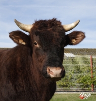 DOSE TAUREAU DIAOULIG - NFR5644364901 - 4376745