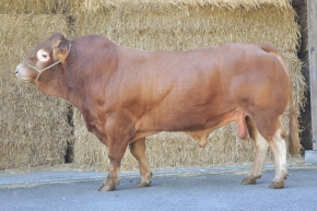 DOSE TAUREAU ANECDOTE - NFR5644682194 - 3472016