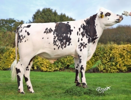DOSE TAUREAU PLESCOUET - NFR5644793363 - 5695646