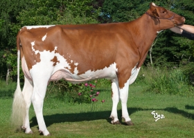 DOSE TAUREAU RUST - NFR5645214955 - 1997194
