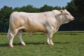 DOSE TAUREAU JALABERT - NFR5706117051 - 3889084