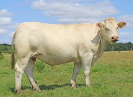 DOSE TAUREAU OSSONS - NFR5706308524 - 3895921