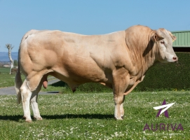 DOSE TAUREAU LATSARI - NFR6414364292 - 7989889