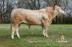 DOSE TAUREAU LEHEN - NFR6414365660 - 7989890