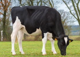 DOSE TAUREAU MILKSHAKE - NFR6414716157 - 6691886