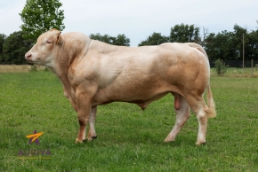 DOSE TAUREAU NARKO - NFR6414756075 - 7994279