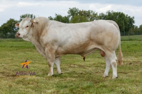 DOSE TAUREAU PATUA - NFR6414989957 - 7996262