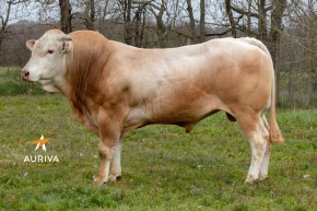 DOSE TAUREAU RAPACE - NFR6415469481 - 79A0033