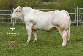 DOSE TAUREAU POGBA EXC - NFR6951077547 - 3897418