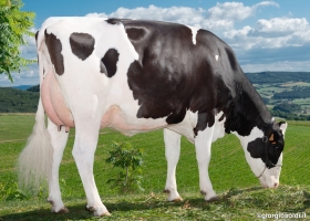 DOSE TAUREAU PAOMAYLON - NFR6951103296 - 6695770