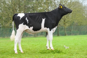 DOSE TAUREAU UROY - NFR6951303613 - 66A3165