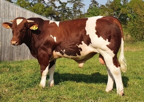 DOSE TAUREAU RAKI - NFR7201940985 - 4197735