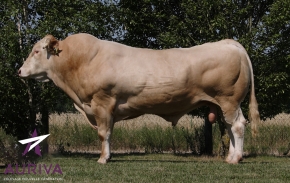 DOSE TAUREAU CLIMAX - NFR7217430723 - 7974206