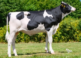DOSE TAUREAU VOYAGEUR - NFR7253843887 - 66A3560