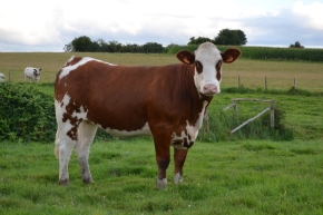DOSE TAUREAU DARIUS - NFR7257407705 - 8877153