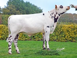 DOSE TAUREAU POSITIF - NFR7261181780 - 5695979