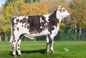 DOSE TAUREAU VERLAINE - NFR7261182247 - 56A4383
