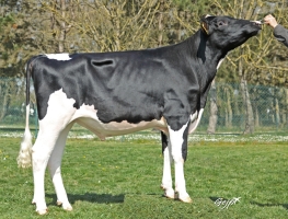 DOSE TAUREAU REVALUE - NFR7261295436 - 6697725