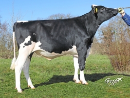 DOSE TAUREAU MILKY - NFR7273482131 - 6691324