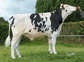 DOSE TAUREAU IMPORTANT - NFR7274580256 - 6685297