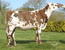 DOSE TAUREAU REQUIEM - NFR7275301418 - 5696600