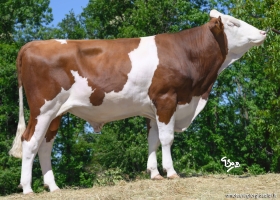 DOSE TAUREAU UWAY - NFR7302399037 - 46A3016