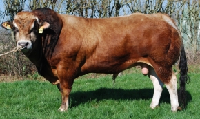 DOSE TAUREAU JINOV - NFR7913952274 - 7188516