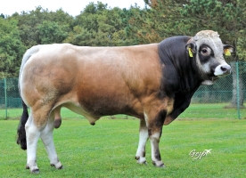 DOSE TAUREAU TARENTINO - NFR7913953477 - 71A2456