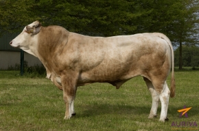 DOSE TAUREAU HELLO - NFR7934931561 - 7984451