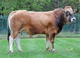 DOSE TAUREAU STARISBORN - NFR7937103166 - 71A1049