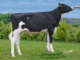 DOSE TAUREAU NEWSTAR - NFR7954021108 - 6691948