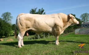 DOSE TAUREAU ARGUS - NFR7959242210 - 7969372