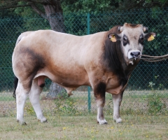DOSE TAUREAU PIKOVIL - NFR7963632540 - 7196161