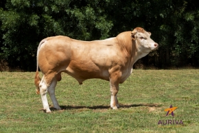 DOSE TAUREAU PITCHOUN - NFR7969741300 - 7997022