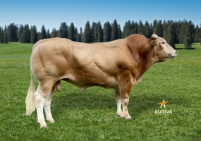 DOSE TAUREAU STEWBALL - NFR8220211210 - 79A1557