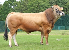 DOSE TAUREAU TOPBEEF XT - NFR8511901185 - 71A1995