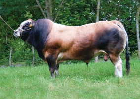 DOSE TAUREAU EASTWOOD - NFR8577251688 - 7179279