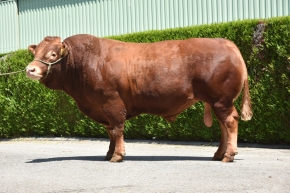 DOSE TAUREAU MALIJAI - NFR8701383915 - 3493121