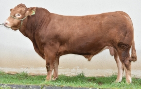 DOSE TAUREAU ONARI - NFR8710311817 - 3496309