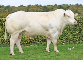 DOSE TAUREAU ROAD BLUE - NNL566458121 - 2598808