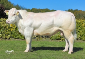 DOSE TAUREAU BLUELIGHT - NNL566458222 - 2597550